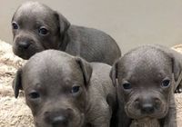 Quality Blue Staffordshire Bull Terriers Puppies... CLASSIFIEDS Bazarok.co.uk